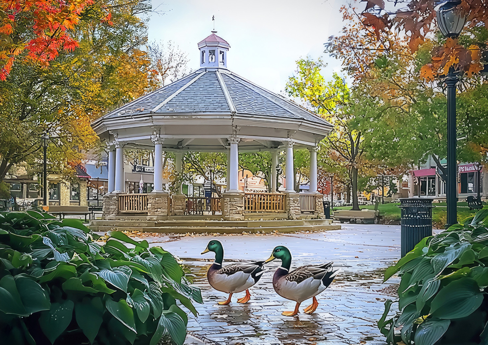 Two illustrated ducks walking in the Fairfield Iowa town square gazebo, symbolizing creative web design and community connection