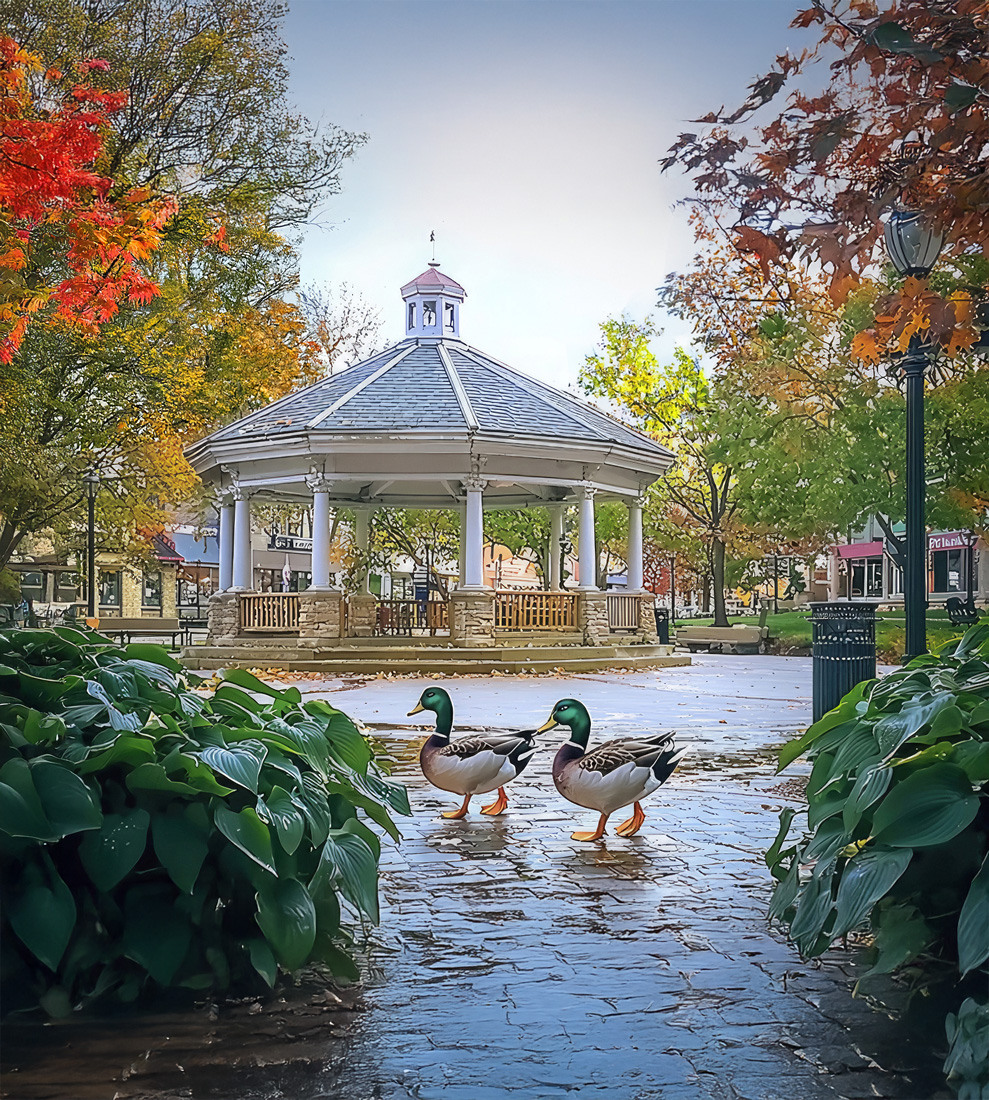 DuckByte, from a quiet corner of Iowa, crafting websites that make bold ideas feel inevitable. Ducks walking across Fairfield’s Central Park Square near the gazebo, symbolizing DuckByte’s local roots in Fairfield, IA web design.